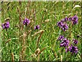 NY6861 : Betony (Betonica officinalis) near Park Village by Andrew Curtis