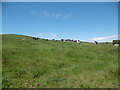 Ballintoy, cattle grazing