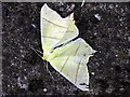 Swallow-tailed Moth (Ourapteryx sambucaria), Heddon on the Wall