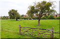 Sheep in old Orchard, Charfield, Gloucestershire 2014