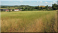 Farmland at Theale