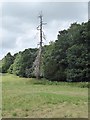 Dead tree near Willis