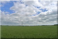 Wheat field off Bears Lane