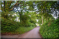 West Somerset : Country Lane