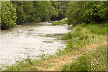 W5257 : River Bandon by David Dixon