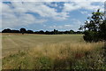 TM3977 : Halesworth Playing Field by Geographer