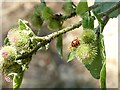 A many-spotted ladybird