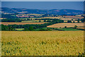 West Somerset : Crop Field