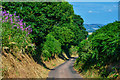 West Somerset : Rodhuish Hill Lane