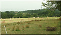 Bales of straw north of Chudleigh Knighton