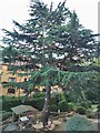 Fir tree outside Highgate Care Home