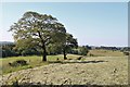 Longstanding field boundary at Hillend