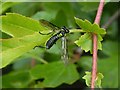 A Tenthredinid sawfly