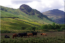 NY3006 : Cattle grazing, Great Langdale by Ian Taylor