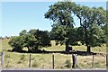 Trees mark an old boundary near Balgray Reservoir