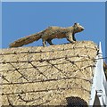 Squirrel on the roof ? 2