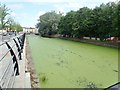 Duckweed on the Newry Canal between the Ballybot and the Buttercrane bridges