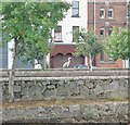 Heron on the training wall of the Clanrye River