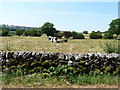 Cattle in the field by Huddale Farm