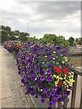 TF4609 : Flowers on Freedom Bridge - Wisbech in Bloom 2018 by Richard Humphrey