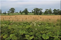 NT6134 : Summer growth and herbicide at Brotherstone by Alan Reid
