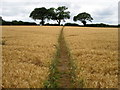 Path through field of barley