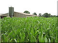 Field of maize at Ivy Farm