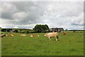Cattle by little Raxton Croft