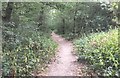 Path in woodland near Fox Cottage