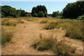 SX9066 : Parched grassland, Nightingale Park by Derek Harper