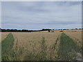 Two footpaths near Stanmore Copse