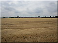 Cut barley field on the Holmes