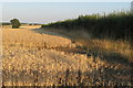 Hedgerow in a wheatfield