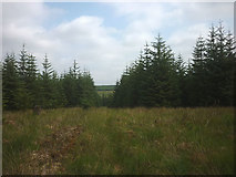 SD7555 : A gap in the trees, Gisburn Forest by Karl and Ali