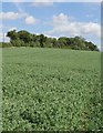 Peas near Blackadder West