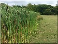 Reed bed