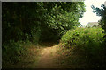 Public footpath, Manscombe Plantation