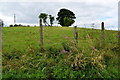 Tree on a hill, Letfern