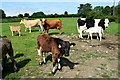 Cattle, Ballylennan Scott