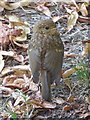 SJ4065 : Young robin by Dingle Bank by John S Turner