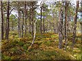 NH5853 : Monadh Mòr bog forest by valenta