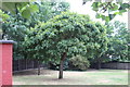 Sycamore opposite Exford Road allotments