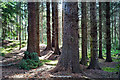 Massive trees in Littleburn Wood