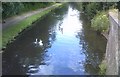 Canal Geese