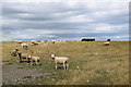 Field with sheep and cows