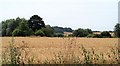 Crop field near the Swale