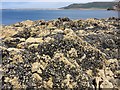 SS3987 : Mussel-encrusted rocks by Alan Hughes