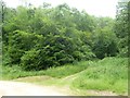 Path in Break-heart-hill Wood, Woodchester Park