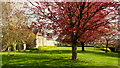 Cefn Mably in springtime