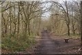 Path, Stanmore Country Park